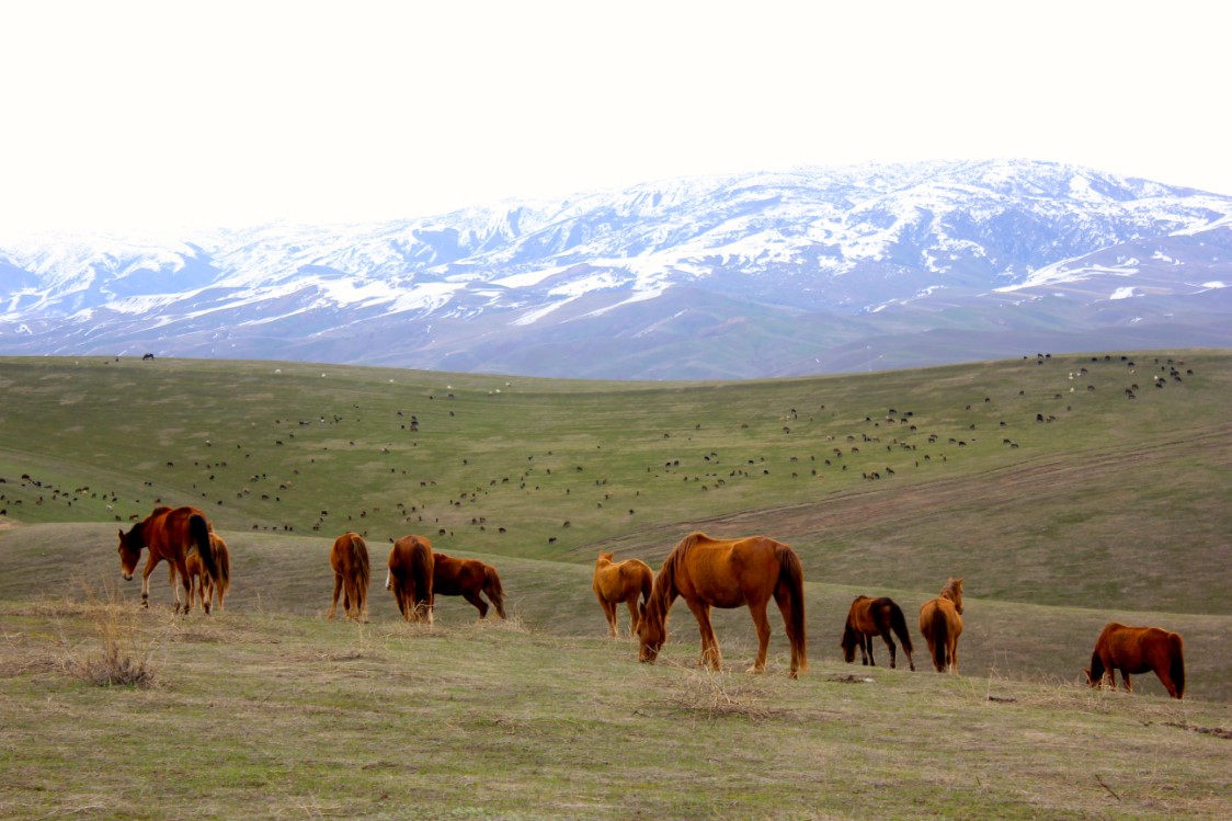 Horses in the Mountains (wp)